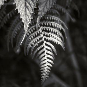 Fern