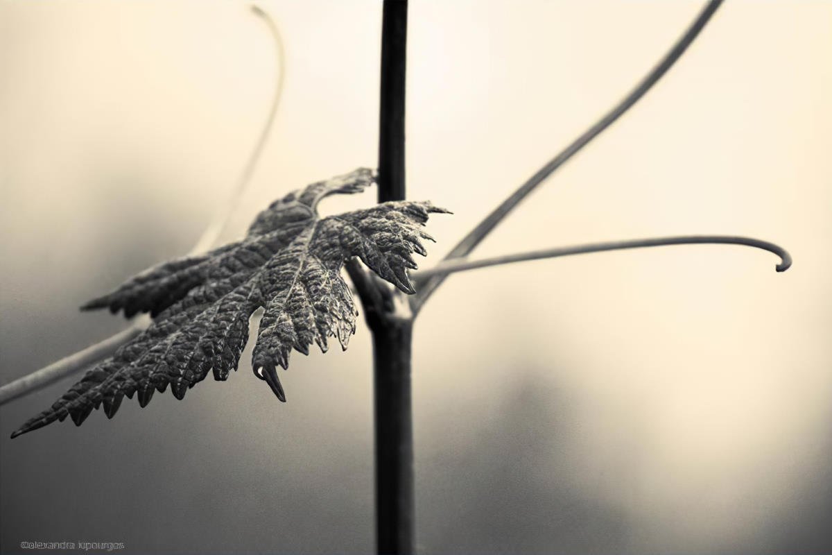 Leaf