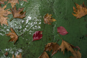 Leave the leaves, take the cannoli