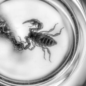 Scorpion in a glass