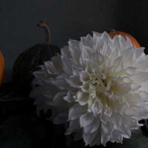 Still life with Dahlia