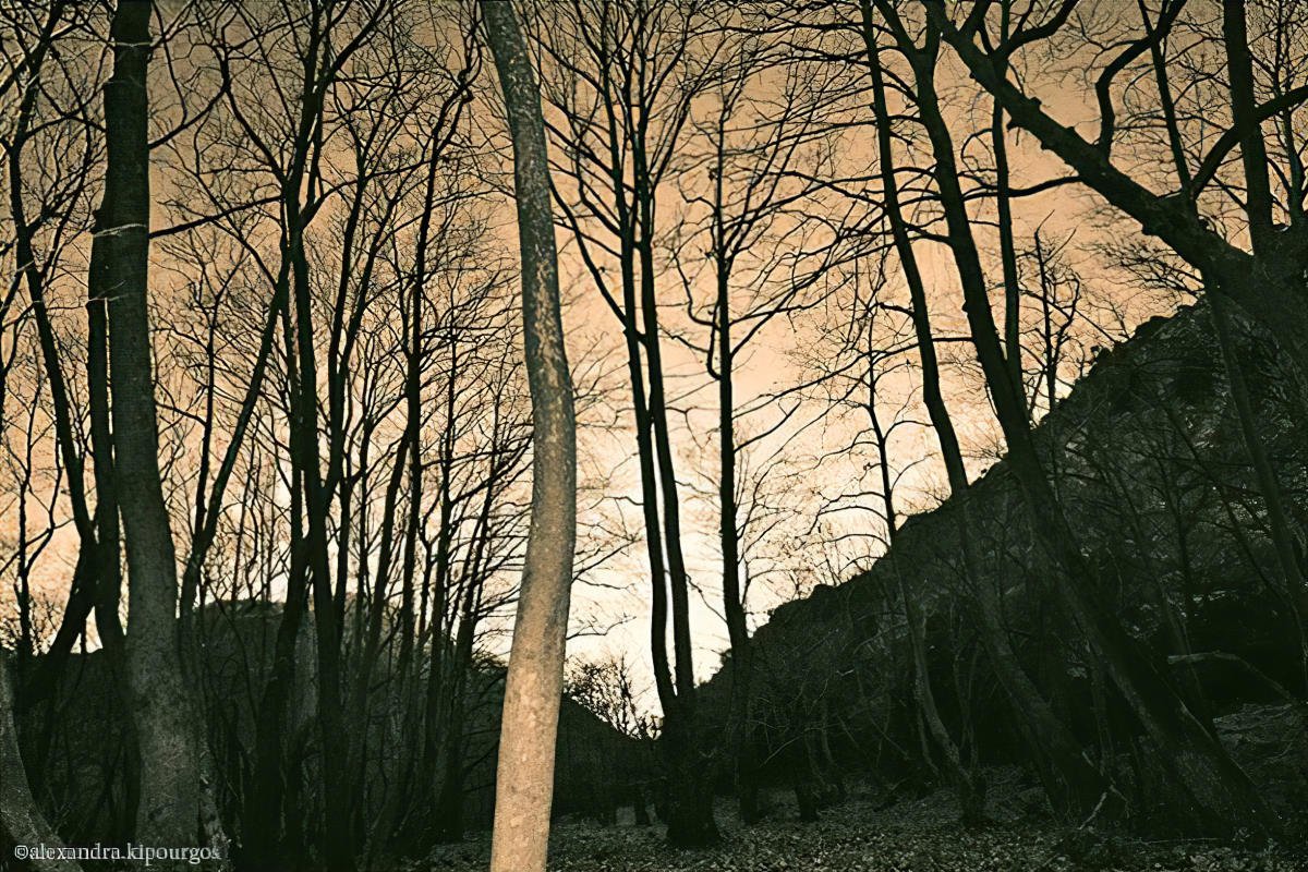 The way through the woods