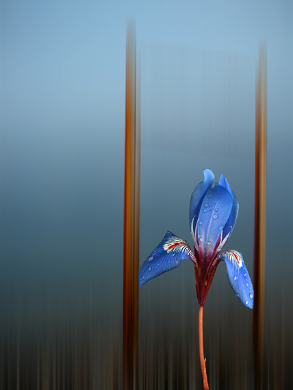 Iris one